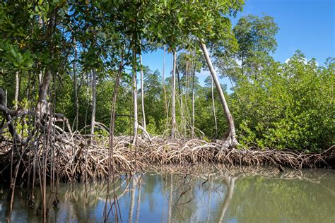Mangrove Swamps - an overview | ScienceDirect Topics - muktibox.com
