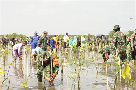 Mangrove transplantation in Brebes Regency, Indonesia: Lessons and ... - raincitystudios.com