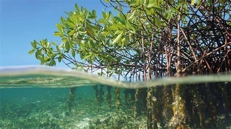Mangroves | ZSL - raincitystudios.com