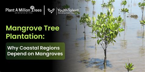 Mangroves and Sustainable Development of the Coastal Region - raincitystudios.com