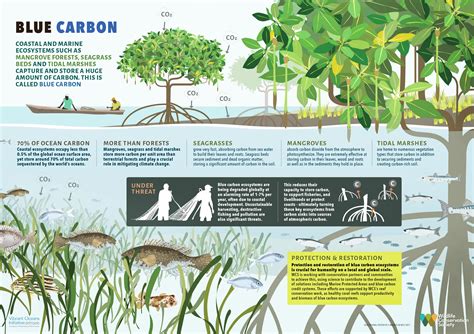 Mangroves and the Search for Blue Carbon - US Forest Service … - raincitystudios.com