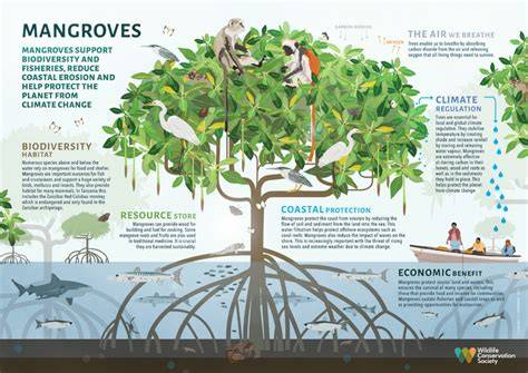 Mangroves as a solution to climate change - World … - raincitystudios.com