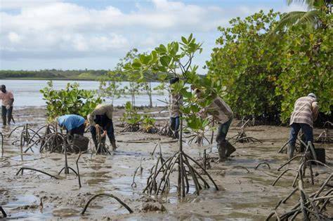 Mangroves as Coastal Protection for Restoring Low … - raincitystudios.com