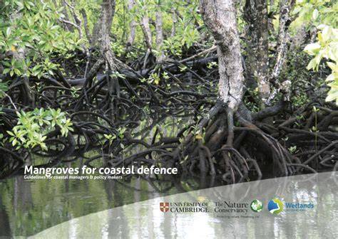 Mangroves for coastal defence - The Nature Conservancy - raincitystudios.com