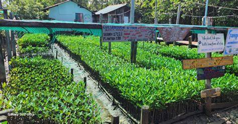 Mangroves Green Escapes - a relaxing experience and ... - raincitystudios.com