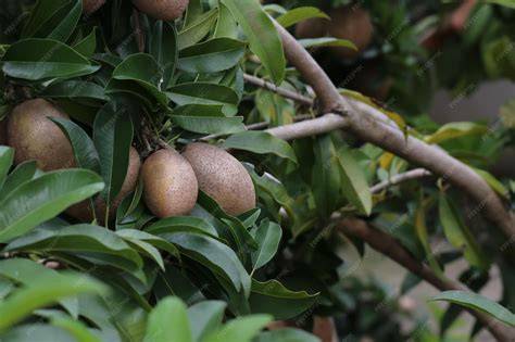 Manilkara zapota, commonly known as sapodilla, sapote ... - raincitystudios.com