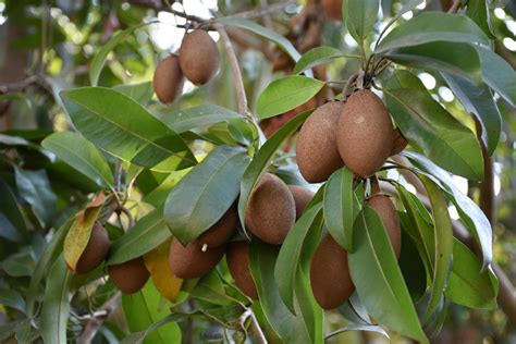 Manilkara zapota | Springer Nature Link - raincitystudios.com