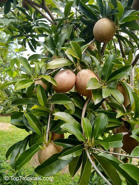 Manilkara Zapota Benefits And Nutrition Facts - Fruit - raincitystudios.com