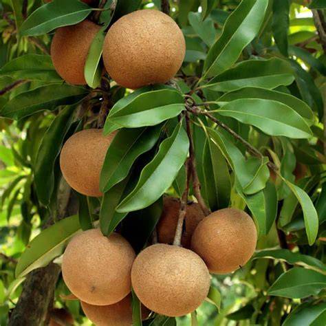 Manilkara Zapota Fruit royalty-free images - Shutterstock - raincitystudios.com