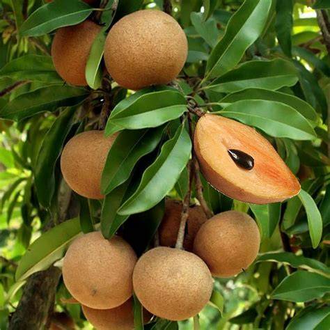 Manilkara zapota Sapodilla - University of Florida - raincitystudios.com