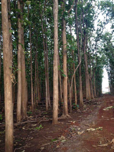 Maniram Teak Plantation 1891 - a state heritage of Chattisgarh - raincitystudios.com