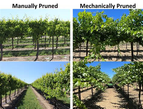 Manual and Mechanized Pruning Technologies: - fgr.nz - raincitystudios.com