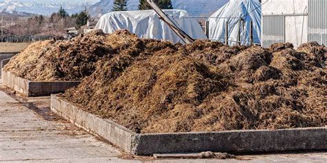 Manure production, handling and use around Holetta Agricultural ... - raincitystudios.com