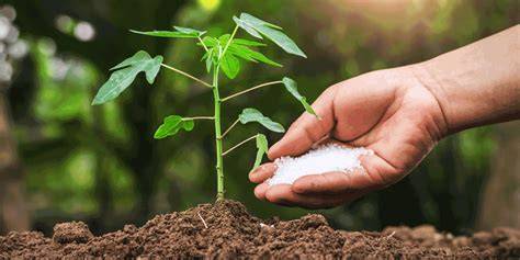 Manures and Fertilizers Used in Coconut Farming - raincitystudios.com