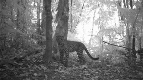 Map of Javan leopard distribution provides guidance for conservation ... - raincitystudios.com