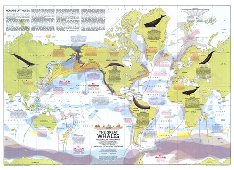 Map of whale migration "superhighways" might help … - muktibox.com