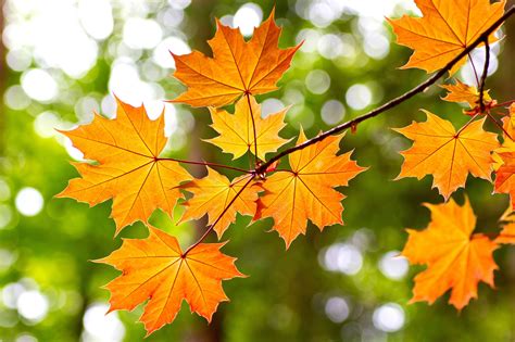 Maple Autumn - muktibox.com