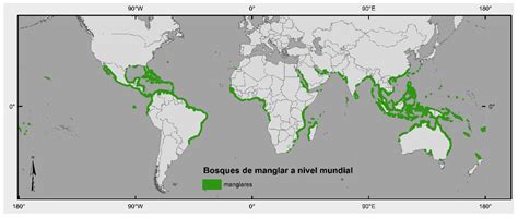 Mapping global distribution of mangrove forests at 10-m resolution - raincitystudios.com