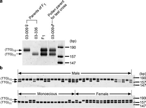 Mapping of the genes for dioecism and monoecism in - muktibox.com