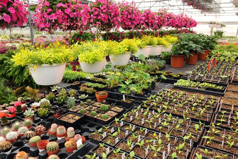 MARCHAM PLANTS - Nurseries & Gardening - Marcham Road, …