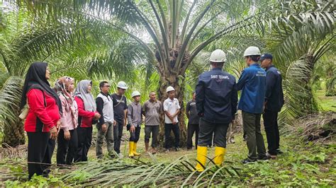 Mari Sedulur Petani Sawit Terampil Subulussalam ,kita ... - raincitystudios.com