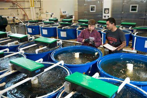 Marine and Aquaculture Research Facility - Research - raincitystudios.com