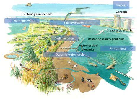 Marine and Estuarine Protection and Restoration Strategies - raincitystudios.com