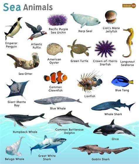 Marine Animals - Science Games and Videos for Kids - NeoK12 - raincitystudios.com