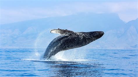 Marine Biology and Coastal Ecology - University of … - raincitystudios.com