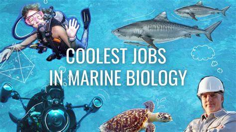 Marine Biology Jobs - Conservation Job Board - raincitystudios.com