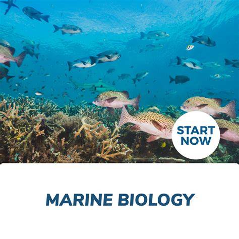 Marine Biology Online Course - acsedu.co.uk - raincitystudios.com