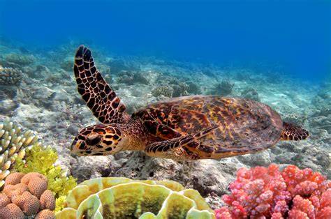 Marine Biology OPT AW8 EG - Supercharged Science - raincitystudios.com