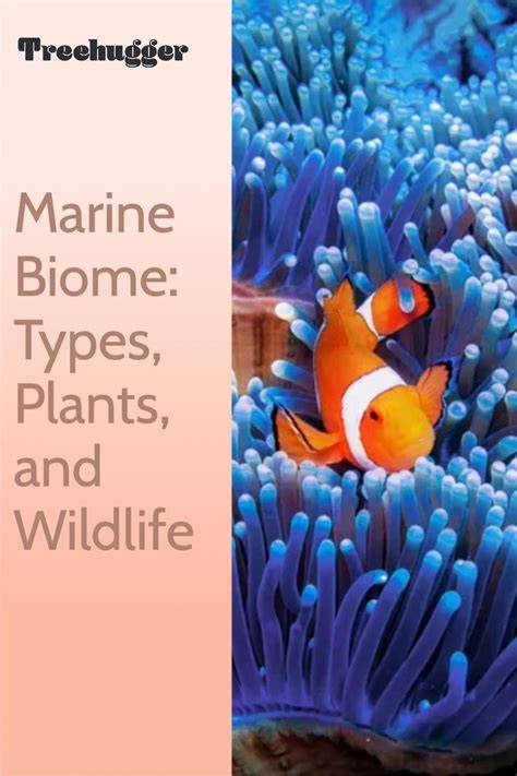 Marine Biome: Types, Plants, and Wildlife - Treehugger - raincitystudios.com