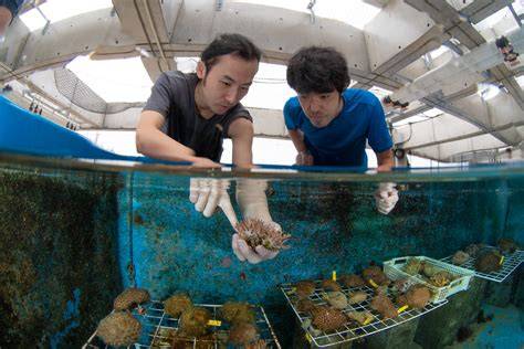 Marine Biophysics (Mitarai) Unit - OIST Groups - raincitystudios.com