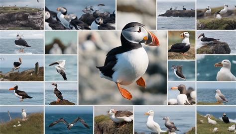 Marine Birds | MarineBio Conservation Society - raincitystudios.com