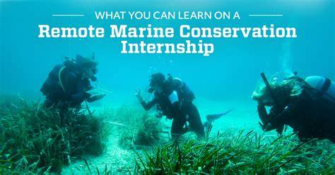 Marine Conservation Internships | Global Nomadic - raincitystudios.com