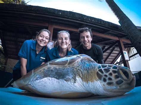 Marine Conservation Internships Worldwide - Volunteer Forever - raincitystudios.com