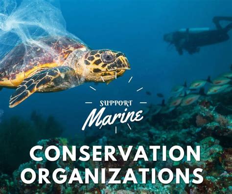 Marine Conservation Organizations - MarineBio … - raincitystudios.com
