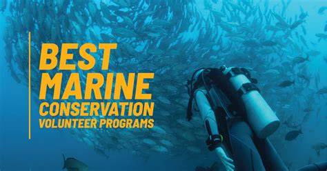 Marine Conservation Volunteer Program Abroad - raincitystudios.com