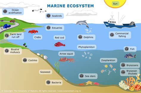 Marine ecosystem Facts for Kids - raincitystudios.com