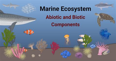 Marine ecosystem - Benthic Organisms, Plankton, … - muktibox.com