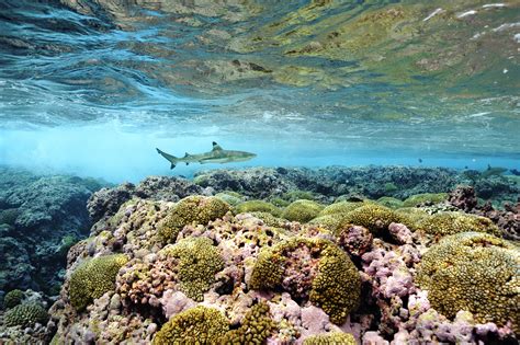 Marine Ecosystems | GEF - Global Environment Facility - raincitystudios.com