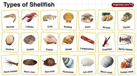 Marine Fish and Shellfish Identification - raincitystudios.com