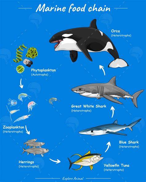 Marine Food Chain - raincitystudios.com