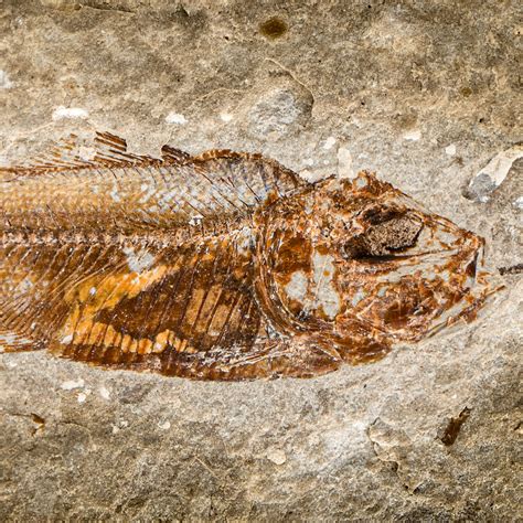 Marine Fossils | Springer Nature Link - raincitystudios.com