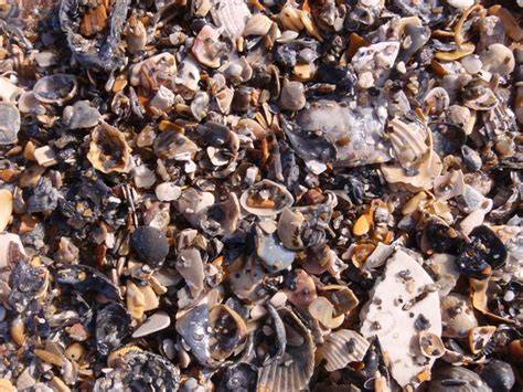 Marine fossils are a reliable benchmark for degrading and collapsing ... - raincitystudios.com