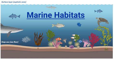 Marine habitat - raincitystudios.com