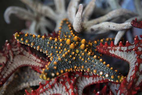 Marine Invertebrate Collections - Taxonomic groups - raincitystudios.com
