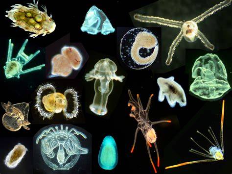 Marine Invertebrate Larvae: Model Life Histories for Development ... - raincitystudios.com