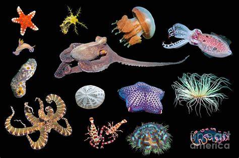Marine Invertebrate - an overview | ScienceDirect Topics - raincitystudios.com